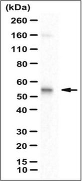 Anti-GABPA Antibody from rabbit