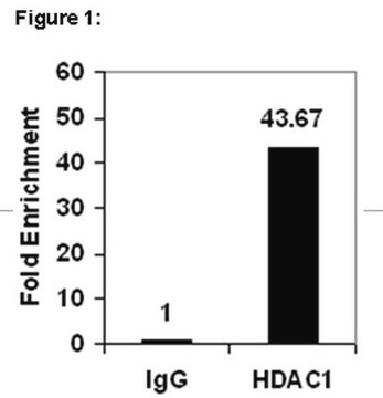 ChIPAb+ HDAC1 Antibody, rabbit polyclonal from rabbit