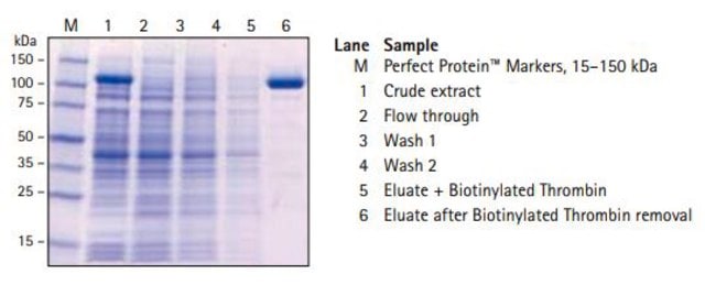 S-protein Agarose