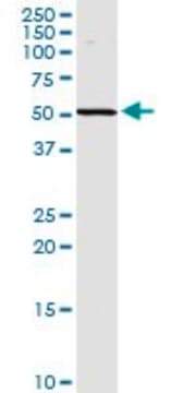 Anti-SPHK2 antibody produced in rabbit purified immunoglobulin, buffered aqueous solution