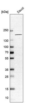 Anti-CNTNAP4 antibody produced in rabbit Prestige Antibodies&#174; Powered by Atlas Antibodies, affinity isolated antibody, buffered aqueous glycerol solution