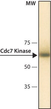 Anti-Cdc7 Kinase antibody, Mouse monoclonal clone DCS-341, purified from hybridoma cell culture