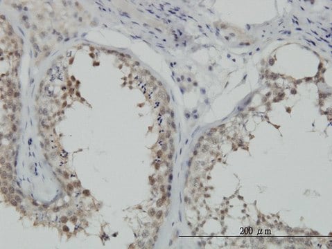 Monoclonal Anti-HSPA1B antibody produced in mouse clone 3B7, purified immunoglobulin, buffered aqueous solution