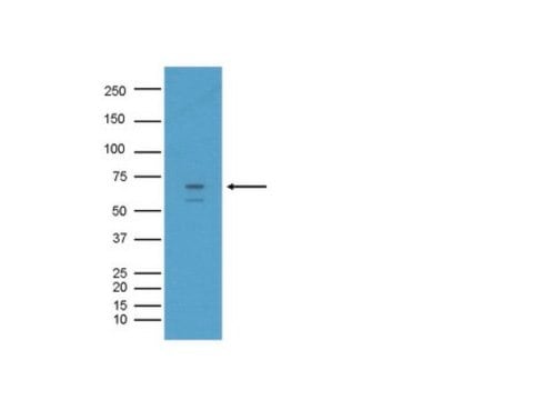 Anti-BACE Antibody Chemicon&#174;, from rabbit