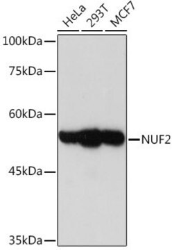 Anti-NUF2 antibody produced in rabbit