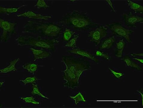 Monoclonal Anti-SNCB antibody produced in mouse clone 3G6, purified immunoglobulin, buffered aqueous solution