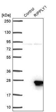 Anti-RIPPLY1 antibody produced in rabbit Prestige Antibodies&#174; Powered by Atlas Antibodies, affinity isolated antibody, buffered aqueous glycerol solution