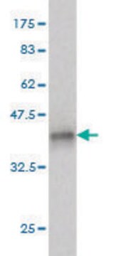 ANTI-PRKCD antibody produced in mouse clone 8G2, purified immunoglobulin, buffered aqueous solution