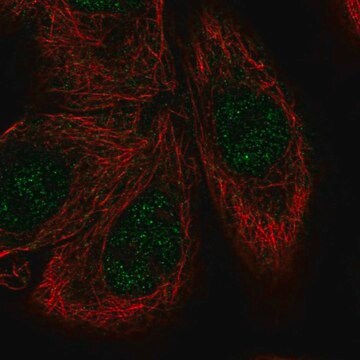 Anti-MKNK1 antibody produced in rabbit Prestige Antibodies&#174; Powered by Atlas Antibodies, affinity isolated antibody