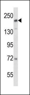 ANTI-CD163L1 (C-TERM) antibody produced in rabbit IgG fraction of antiserum, buffered aqueous solution