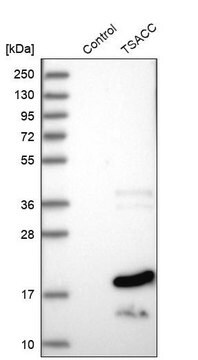 Anti-TSACC antibody produced in rabbit Prestige Antibodies&#174; Powered by Atlas Antibodies, affinity isolated antibody, buffered aqueous glycerol solution