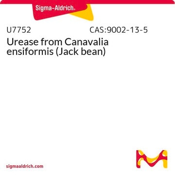 Urease from Canavalia ensiformis (Jack bean)