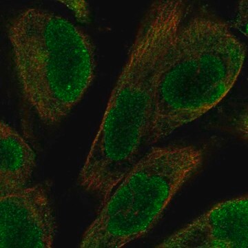 Anti-UACA antibody produced in rabbit Prestige Antibodies&#174; Powered by Atlas Antibodies, affinity isolated antibody