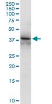 Anti-RFC4 antibody produced in rabbit purified immunoglobulin, buffered aqueous solution