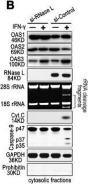 Anti-OAS3 (C-term) antibody produced in rabbit IgG fraction of antiserum, buffered aqueous solution