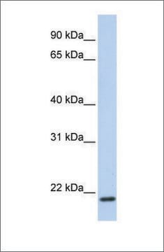 Anti-TMEM35 antibody produced in rabbit affinity isolated antibody