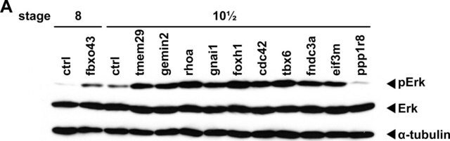 Anti-phospho-ERK1 (pThr202/pTyr204) and ERK2 (pThr185/pTyr187) antibody produced in rabbit affinity isolated antibody, buffered aqueous solution