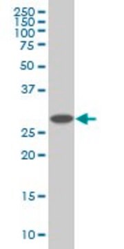 Monoclonal Anti-PSMD9 antibody produced in mouse clone 3A4, purified immunoglobulin, buffered aqueous solution