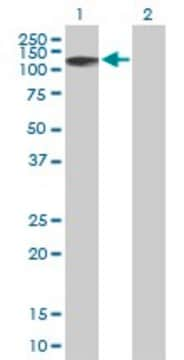 Anti-ZNF526 antibody produced in mouse purified immunoglobulin, buffered aqueous solution