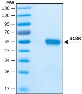 Vaccinia Virus B18R protein, recombinant expressed in HEK 293 cells, Carrier-Free recombinant, expressed in HEK 293 cells, endotoxin tested, suitable for cell culture, carrier-free