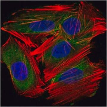 Anti-UBE2I Antibody, clone 1B10 ascites fluid, clone 1B10, from mouse