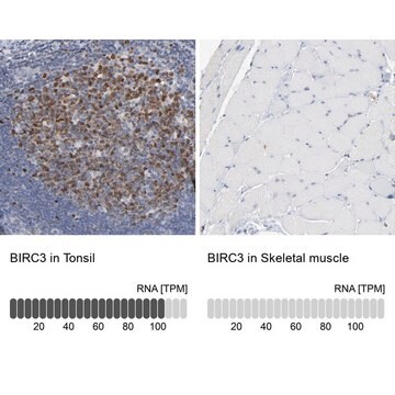 Anti-BIRC3 antibody produced in rabbit Prestige Antibodies&#174; Powered by Atlas Antibodies, affinity isolated antibody, buffered aqueous glycerol solution