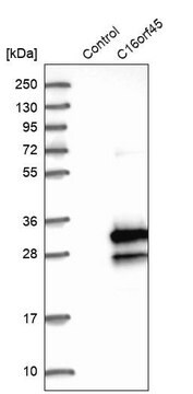 Anti-C16orf45 antibody produced in rabbit Prestige Antibodies&#174; Powered by Atlas Antibodies, affinity isolated antibody, buffered aqueous glycerol solution