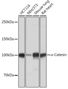 Anti- &#945;-Catenin antibody produced in rabbit