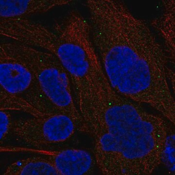 Anti-Gsdmc Antibody Produced In Rabbit Prestige Antibodies&#174; Powered by Atlas Antibodies, affinity isolated antibody, buffered aqueous glycerol solution