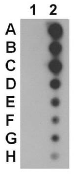 抗リン酸化AMPK&#945;-1抗体（Thr479） from rabbit, purified by affinity chromatography