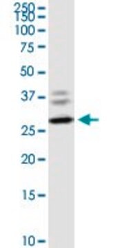 Monoclonal Anti-CLEC4E antibody produced in mouse clone 2D12, purified immunoglobulin, buffered aqueous solution