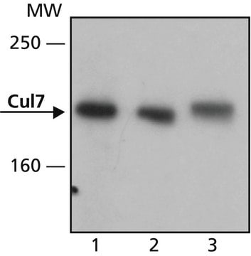 Monoclonal Anti-Cul7 antibody produced in mouse clone Ab38, purified from hybridoma cell culture