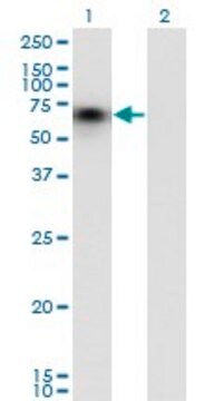 Monoclonal Anti-CD44 antibody produced in mouse clone 1E1, purified immunoglobulin, buffered aqueous solution