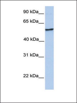 Anti-NUDCD1 antibody produced in rabbit affinity isolated antibody