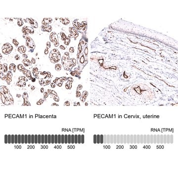 Monoclonal Anti-Pecam1 Antibody Produced In Mouse Prestige Antibodies&#174; Powered by Atlas Antibodies, clone CL14693, affinity isolated antibody, buffered aqueous glycerol solution