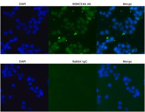 Anti-NSMCE4A (C-terminal) antibody produced in rabbit affinity isolated antibody