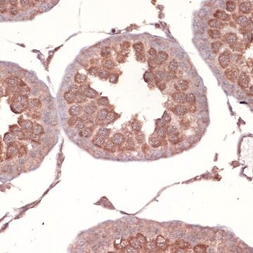 Anti-NCK1 antibody produced in rabbit