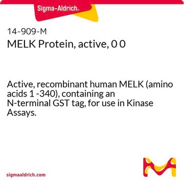 MELK Protein, active, 0 0 Active, recombinant human MELK (amino acids 1 -340), containing an N-terminal GST tag, for use in Kinase Assays.