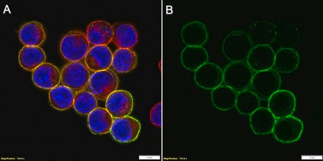 Anti-TIM-3 Antibody, clone RMT3-23 ZooMAb&#174; Rat Monoclonal recombinant, expressed in HEK 293 cells