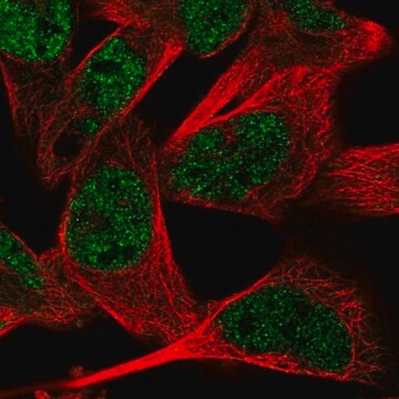 Anti-RMND5A antibody produced in rabbit Prestige Antibodies&#174; Powered by Atlas Antibodies, affinity isolated antibody