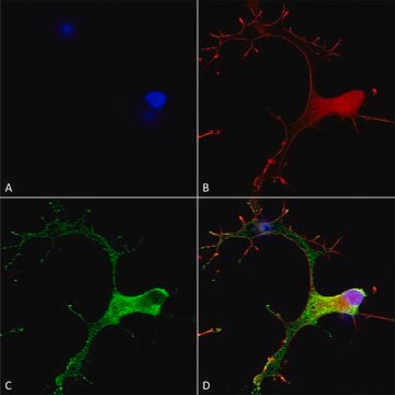 Monoclonal Anti-Cav3.1 antibody produced in mouse clone S178A-9, purified immunoglobulin