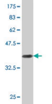 Monoclonal Anti-RIN2, (C-terminal) antibody produced in mouse clone 1E6, purified immunoglobulin, buffered aqueous solution