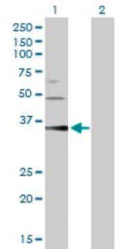 Anti-PGC antibody produced in rabbit purified immunoglobulin, buffered aqueous solution