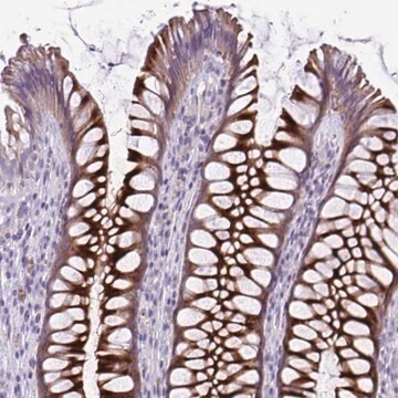 Anti-PRSS45 antibody produced in rabbit Prestige Antibodies&#174; Powered by Atlas Antibodies, affinity isolated antibody, buffered aqueous glycerol solution