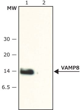 Anti-VAMP-8 (N-terminal) antibody produced in rabbit ~1.5&#160;mg/mL, affinity isolated antibody, buffered aqueous solution