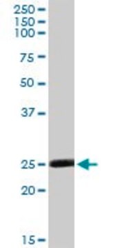 Anti-MSRA antibody produced in rabbit purified immunoglobulin, buffered aqueous solution