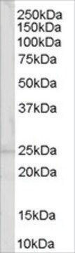 Anti-Synaptogyrin 2/Cellugyrin antibody produced in goat affinity isolated antibody, buffered aqueous solution