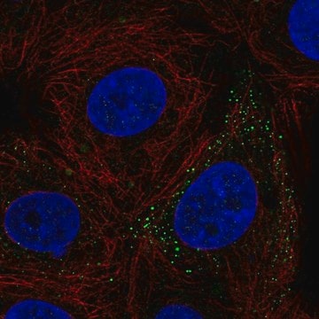 Anti-FERMT3 antibody produced in rabbit Prestige Antibodies&#174; Powered by Atlas Antibodies, affinity isolated antibody