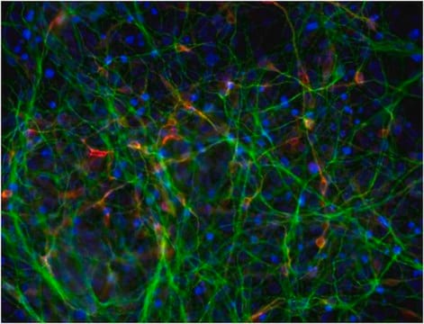 Dopaminergic Differentiation Growth Factor Sampler This Dopaminergic Differentiation Growth Factor Sampler contains five validated growth factors used to induce differentiation of human pluripotent Embryonic stem (ES) &amp; induced pluripotent Stem (iPS) cells to dopaminergic neurons.