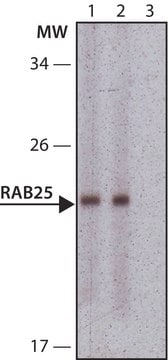 Anti-RAB25 antibody produced in rabbit ~1.0&#160;mg/mL, affinity isolated antibody, buffered aqueous solution